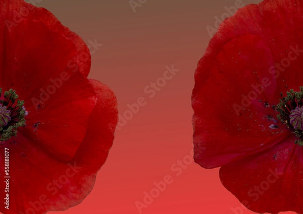 Obraz red poppy flower