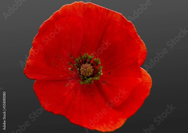 Fototapeta Red poppy flower