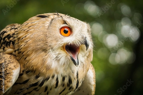 Obraz Sibirischer Uhu