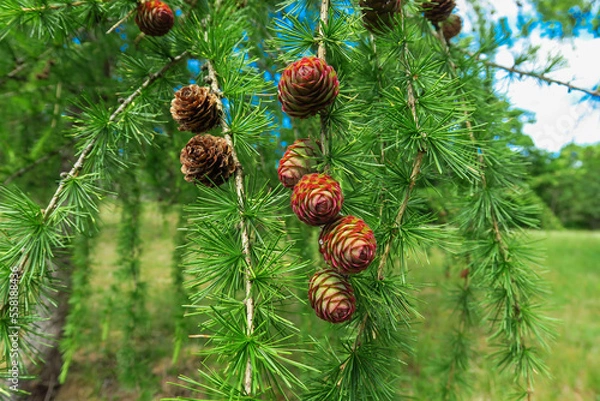 Fototapeta Lärche mit Zapfen 
