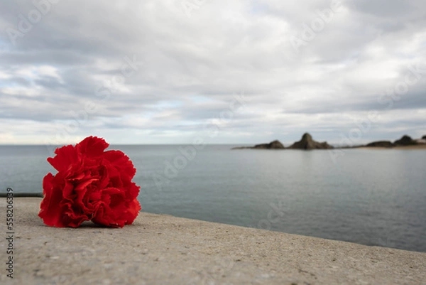 Obraz Flor clavel en primer plano con rocas y el mar de fondo