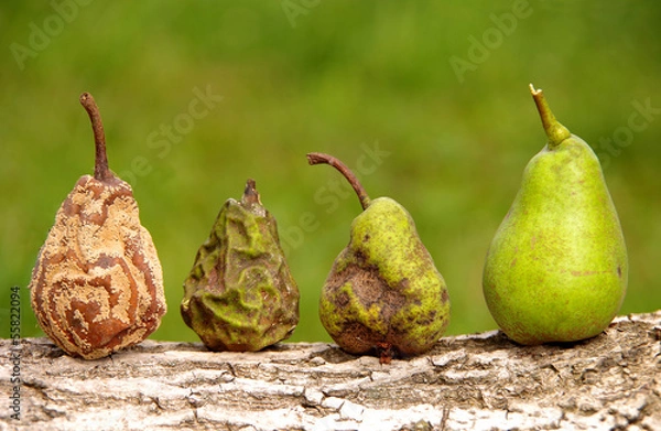 Obraz Healthy and rotten pear