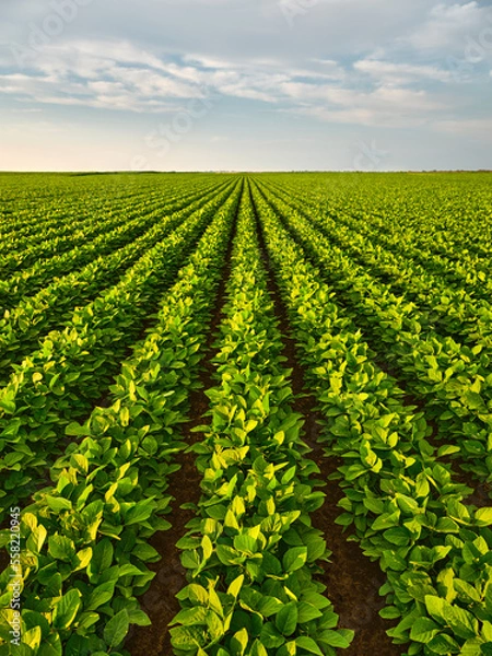 Fototapeta A lush soybean field providing plant-based nutrition