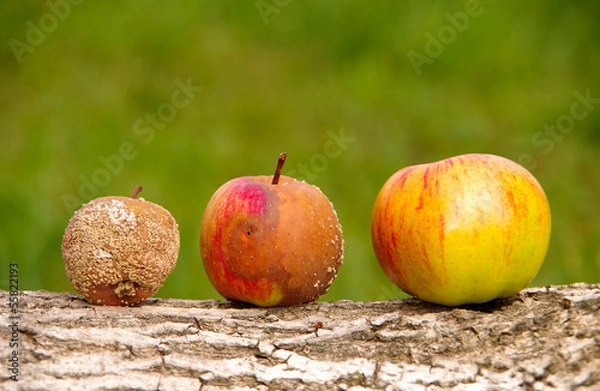 Obraz Three apples