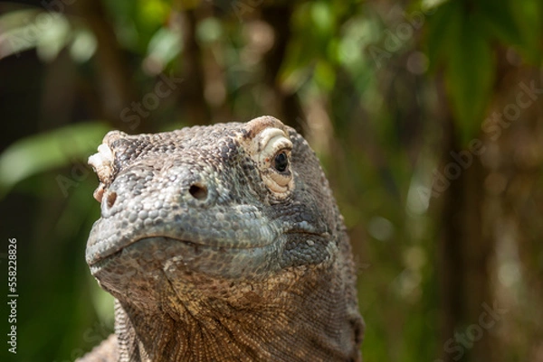 Fototapeta  Close up portrait, front view. Komodo dragon. Scientific name: Varanus Komodoensis.