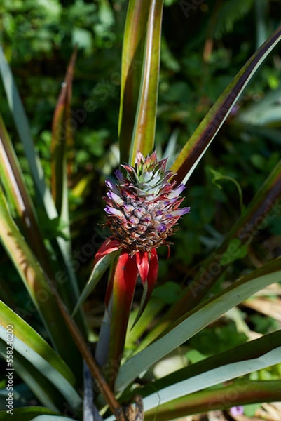 Fototapeta pineapple パイナップル