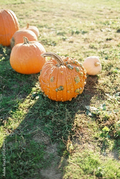 Fototapeta pumpkin on the grass