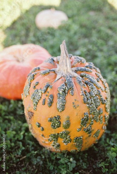 Fototapeta pumpkin on the grass