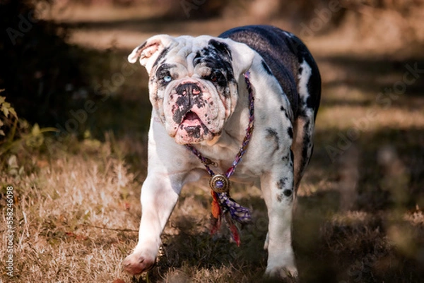 Fototapeta College Station, Texas, United States - A dog posing for the camera in a forest of trees.