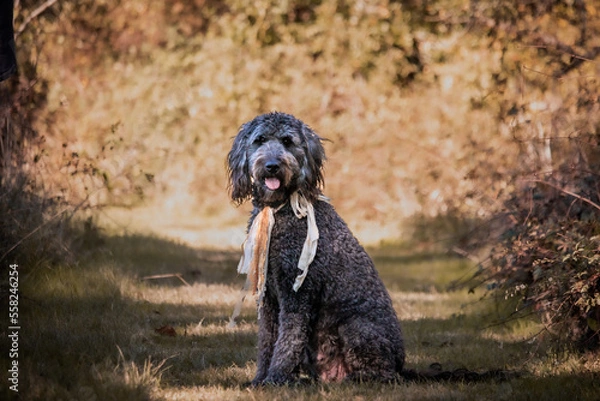 Fototapeta College Station, Texas, United States - A dog posing for the camera in a forest of trees.