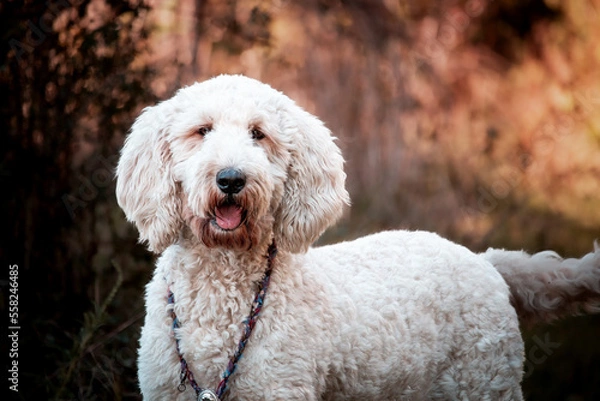 Fototapeta College Station, Texas, United States - A dog posing for the camera in a forest of trees.