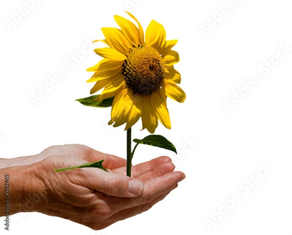Obraz Ręce słonecznika na białym tle