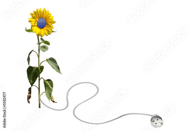 Obraz Solarblume freigestellt weiß