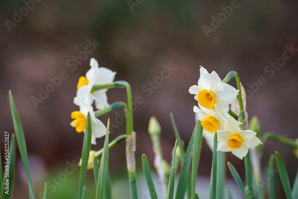 Obraz 水仙（スイセン）