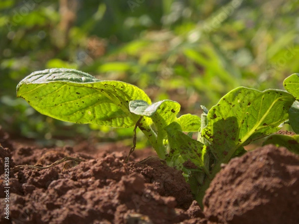 Fototapeta Potato germination
