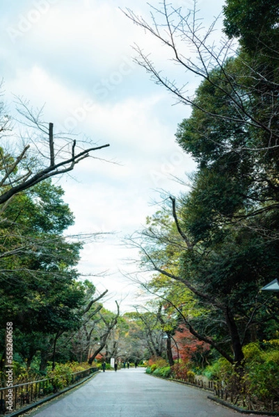 Fototapeta 冬の散歩道