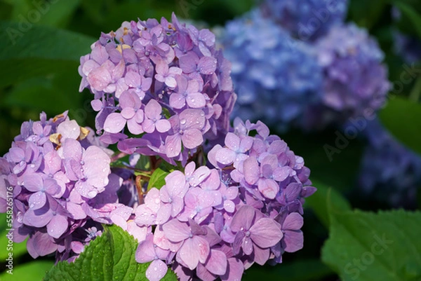 Obraz アジサイ（紫陽花）