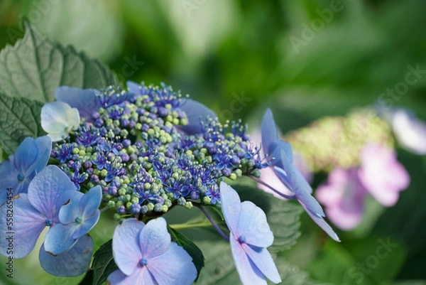 Obraz アジサイ（紫陽花）