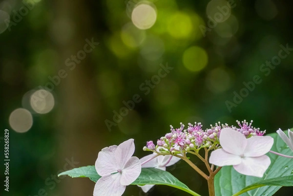 Obraz アジサイ（紫陽花）