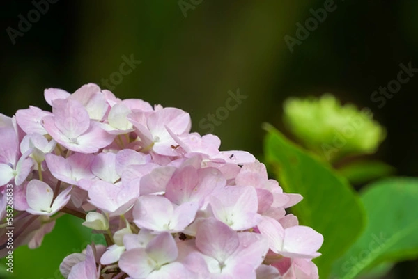 Obraz アジサイ（紫陽花）