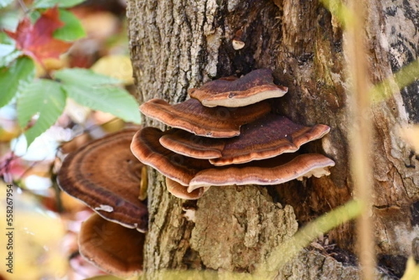 Obraz Polypore fungus, Canada