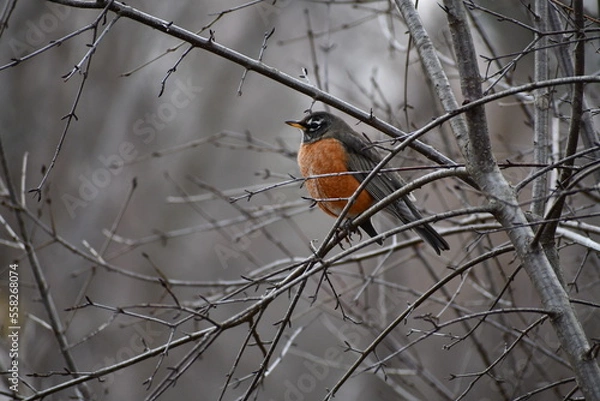 Obraz Amercian Robin siiting on some tree