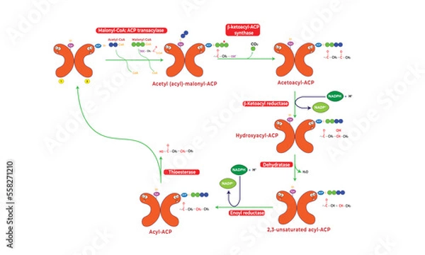 Obraz Fatty acid synthesis [pathway]
