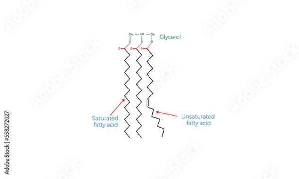 Obraz Triglyceride [chemical structure]