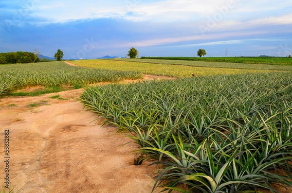 Obraz Pineapple fruit field