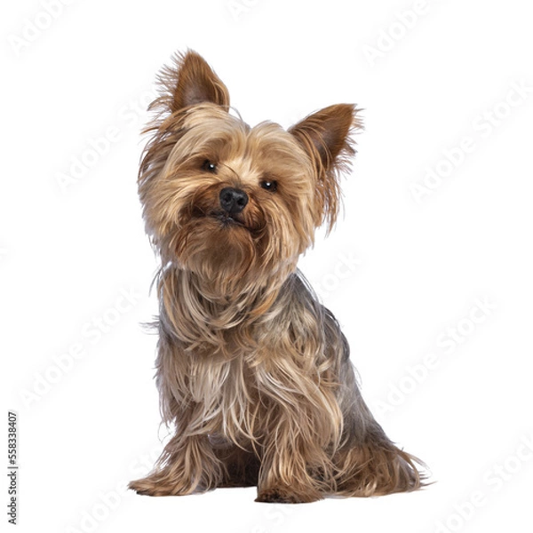 Fototapeta Scruffy adult blue gold Yorkshire terrier dog, sitting up facing front Looking towards camera and smiling. Isolated cutout on a transparent background.