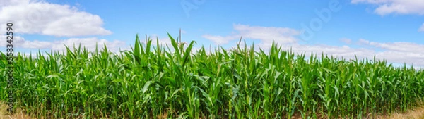 Obraz Corn field panorama scenery in the summer