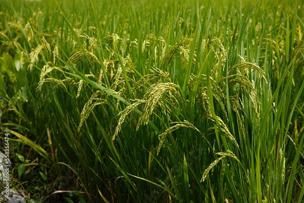 Obraz 収穫前の米
