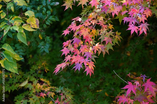 Obraz 赤く染まる紅葉