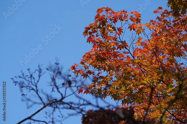 Obraz 真っ赤に染まる紅葉