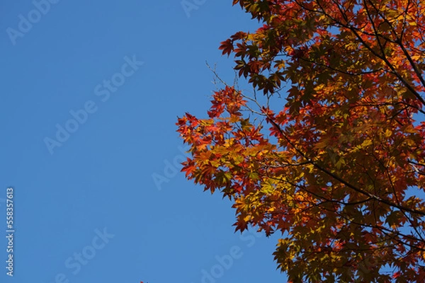 Obraz 赤く染まる紅葉