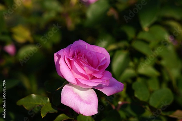 Obraz ピンク色の薔薇の花