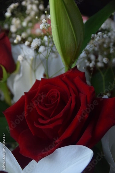 Fototapeta Rose rouge