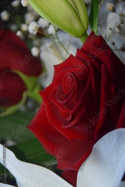 Fototapeta Rose rouge
