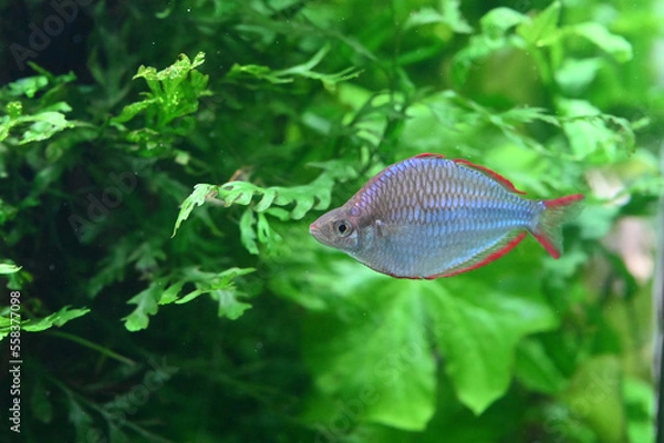 Obraz 水中を泳ぐネオンドワーフレインボー（Dwarf rainbowfish）