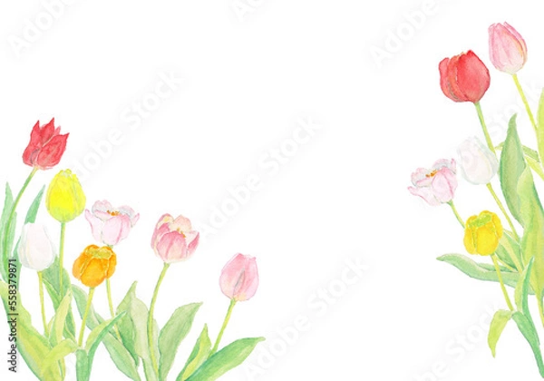 Obraz シンプルなチューリップの水彩背景