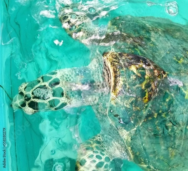 Obraz green sea turtle