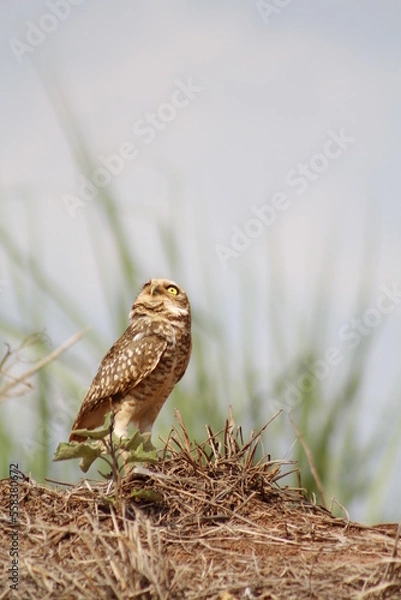 Obraz brown owl protecting its nest