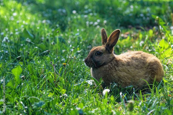 Obraz Cute bunny on the grass