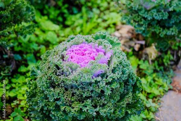 Obraz moss on the stone