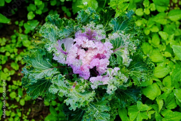 Obraz purple and white cabbage