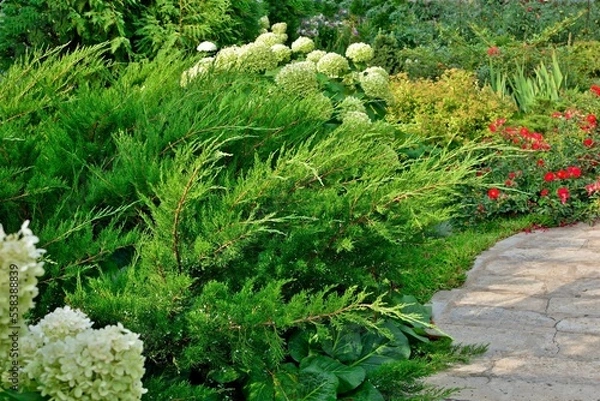 Fototapeta Lush Juniper pfitzeriana Mint julep in the garden design in summer close up.
