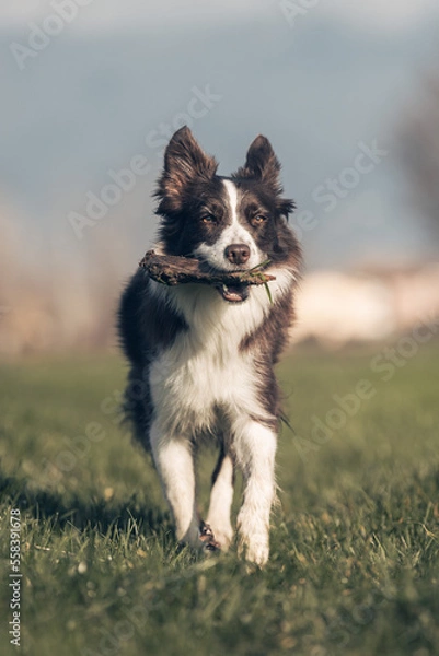 Obraz border collie
