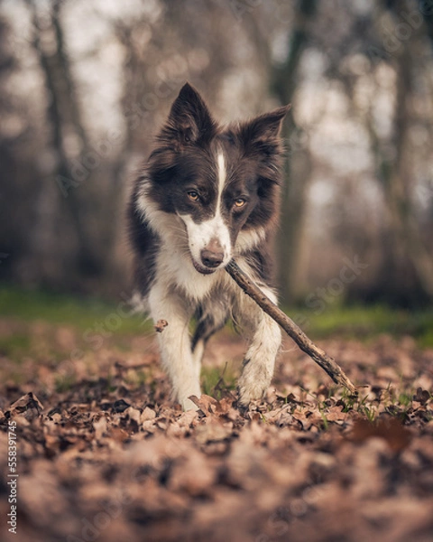 Obraz cane divertito