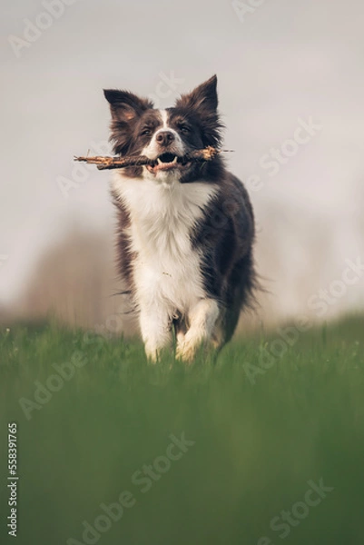 Obraz cane che riporta gioco