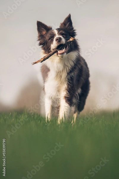 Obraz cane che gioca